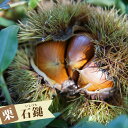 栗 苗木 【石鎚】 1年生接木苗