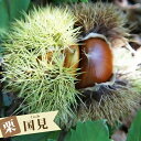 栗 苗木 【国見】 2年生接木苗 ロングスリット 鉢植え ■限定販売■ 【予約販売】10~11月頃入荷予定