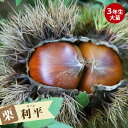 栗 苗木 【利平栗】 3年生接木大苗 1m苗 【産地で剪定1.0m苗】 【予約販売】10~11月頃入荷予定