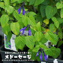 【メドーセージ】 ハーブ苗 3号ポット