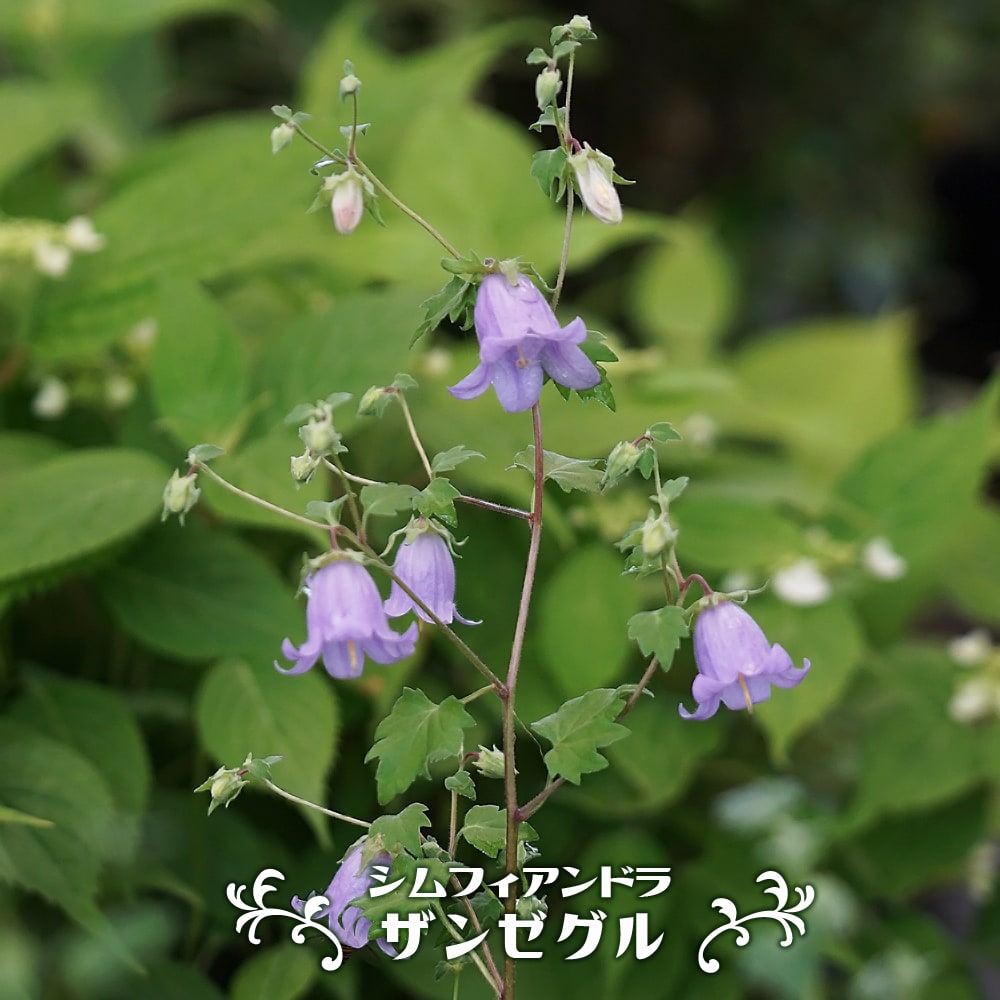 シムフィアンドラ ザンゼグル 3号ポット苗 【予約販売】5月下旬頃入荷予定のサムネイル