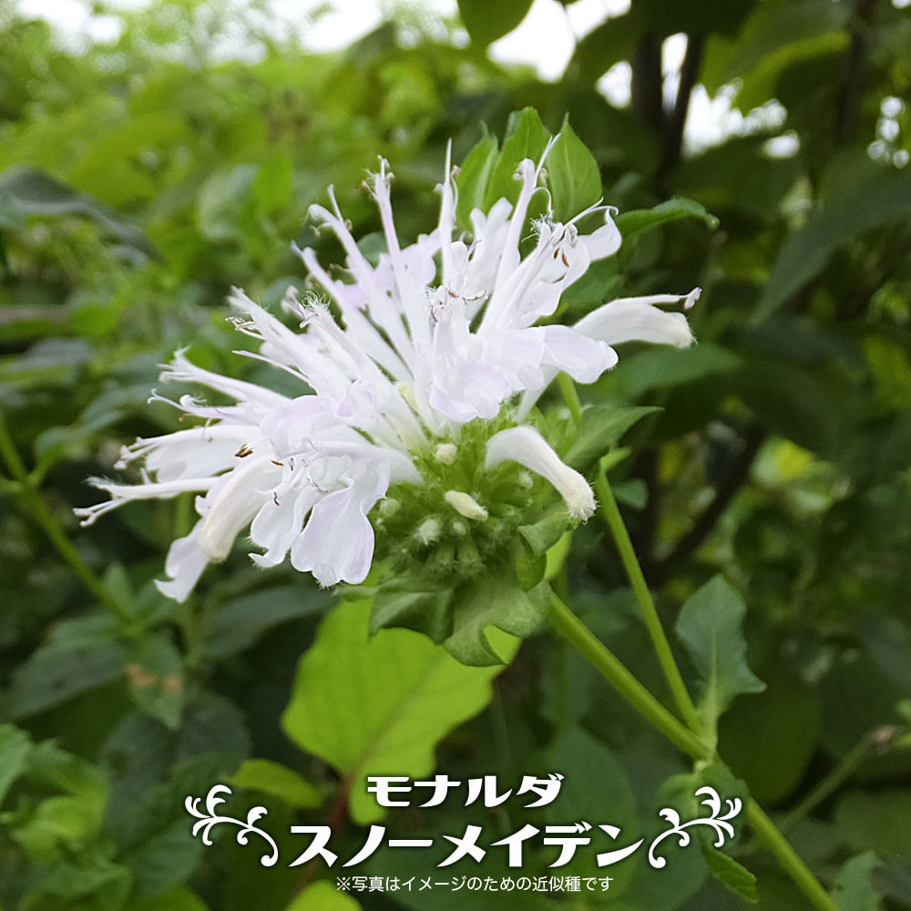 モナルダ スノーメイデン （ベルガモット） 3号ポット苗のサムネイル