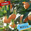 みかん 苗木 【興津早生温州みかん】 3年生接木大苗 【産地で剪定済 1.0m苗】 【予約販売】10月下旬頃入荷予定