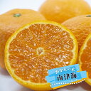 【南津海 (なつみ)】 みかん 1年生接木苗 【予約販売】11~12月頃入荷予定