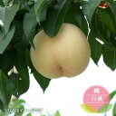 桃 苗木 【白桃】 1年生接木苗 単品 or 受粉樹セット 【予約販売】11~12月頃入荷予定