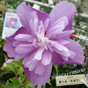 ムクゲ 【紫八重(光花笠)】 ポット苗