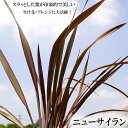 ニューサイラン パープレア ポット大苗 半常緑樹 低木 観葉植物 耐寒性 多年草 フォーミューム