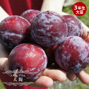 すもも 苗木 【太陽】 3年生接木大苗 【産地で剪定済 1.0m苗】 【予約販売】10~11月頃入荷予定