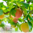 すもも 苗木 【ハニーローザ】 1年生接木苗 単品 or 受粉樹セット