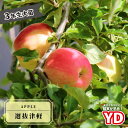 りんご苗木 【YD選抜津軽】 3年生矮性台木接木1m大苗 【産地で剪定済 1.0m苗】 大型宅配便・大梱包 【予約販売】10~11月頃入荷予定