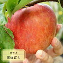 りんご苗木 【選抜富士】 1年生接木苗