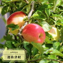 りんご苗木 【選抜津軽】 2年生接木苗 スリット鉢植え ■限定販売■ 【予約販売】10~11月頃入荷予定