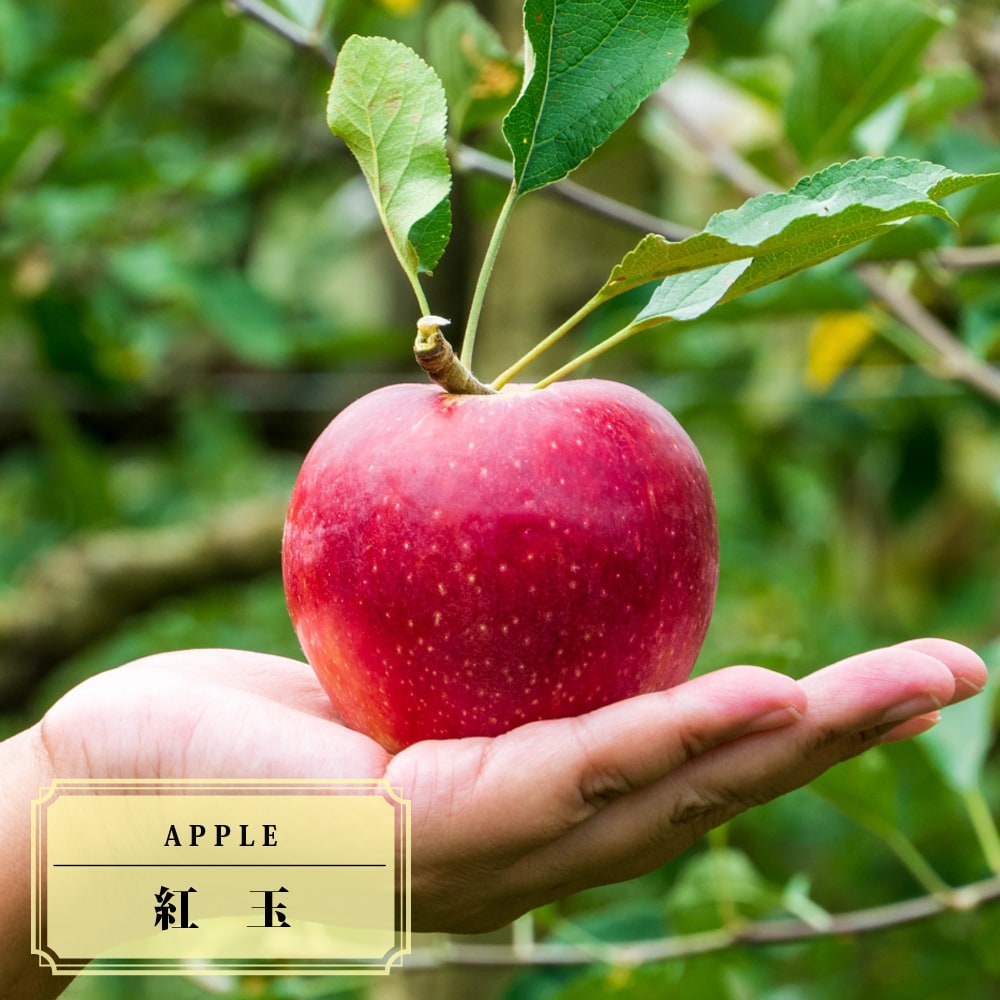 りんご苗木 【紅玉】 1年生接木苗