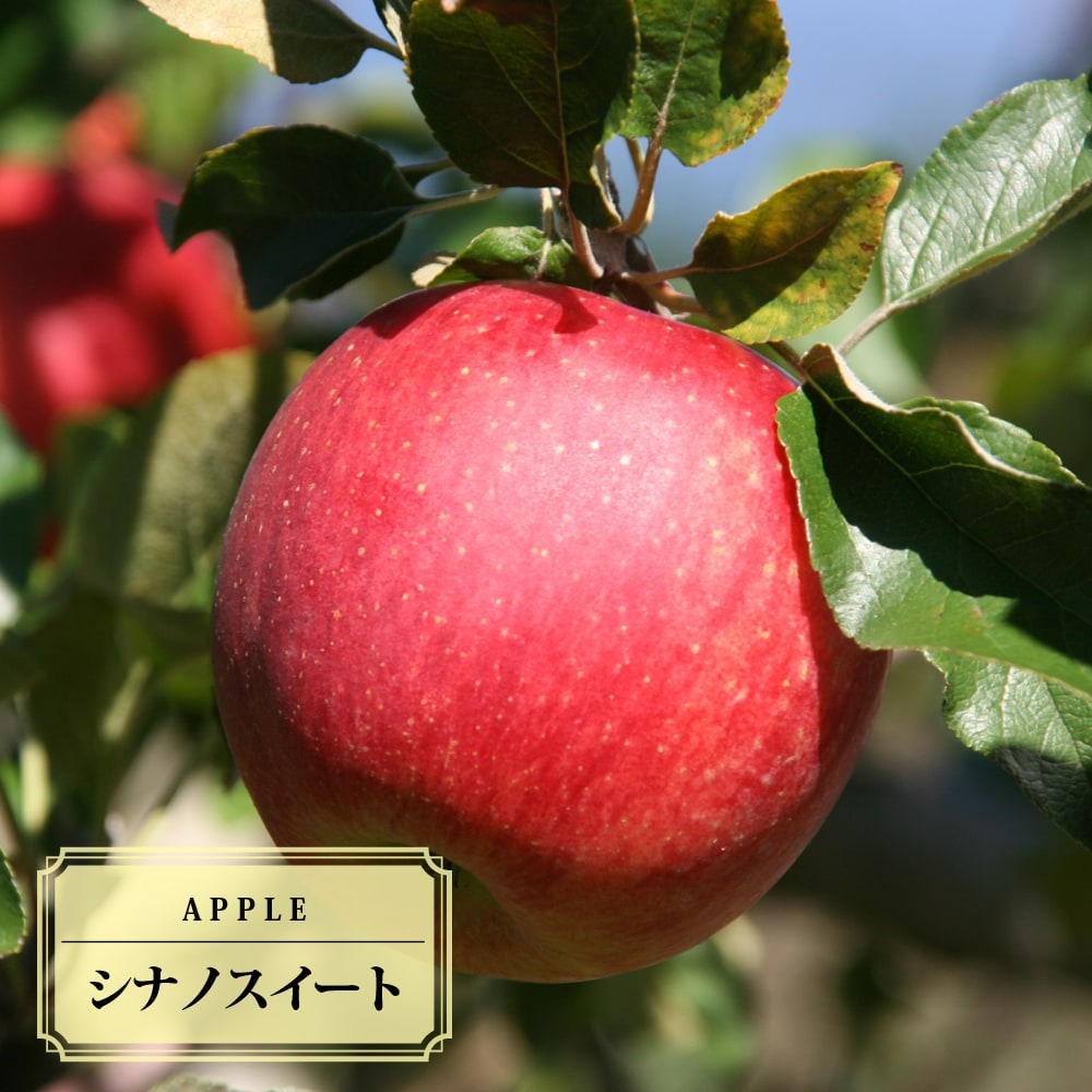 りんご苗木 【シナノスイート】 1年生接木苗