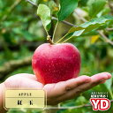 りんご苗木 【YD紅玉】 1年生矮性台木接木苗 【予約販売】11~12月頃入荷予定