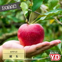 りんご苗木 【YD紅玉】 3年生矮性台木接木大苗 【産地で剪定済 1.0m苗】 大型宅配便・大梱包 【予約販売】10~11月頃入荷予定
