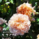 四季咲きバラ苗 【ルサブリエ】 2年生大苗 登録品種・品種登録