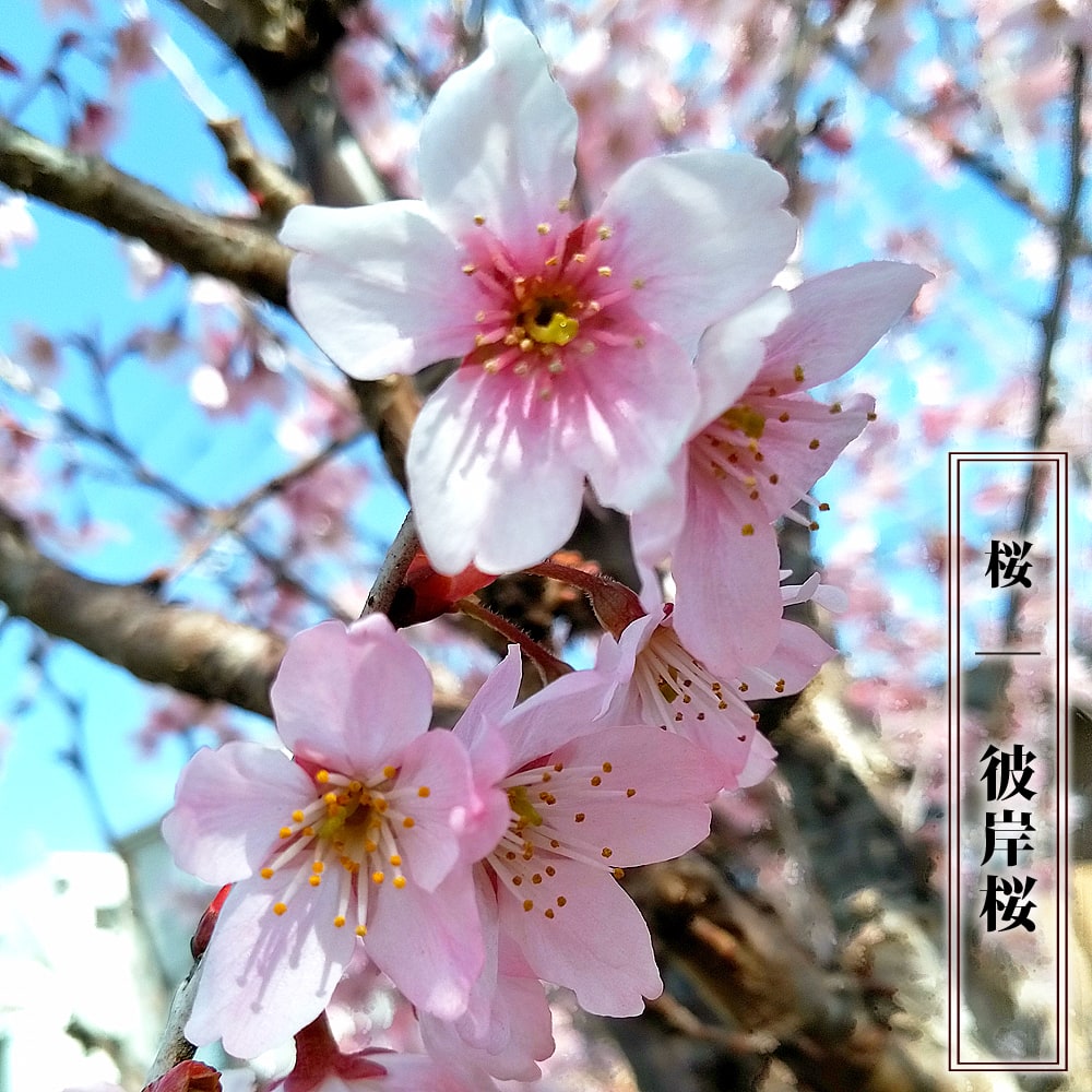 さくら 【彼岸桜】 1年生接木苗