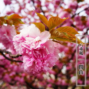 八重桜 【関山】 1年生接木苗