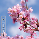 さくら 【プリンセス雅】 1年生接木苗 【予約販売】12月~翌年1月頃入荷予定