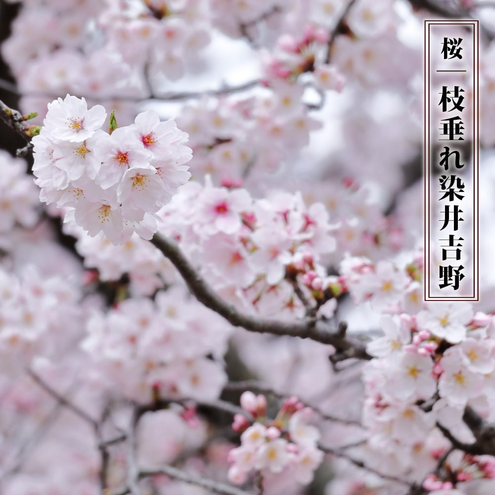 しだれ桜 【枝垂れ染井吉野】 1年生 接木苗