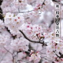 しだれ桜 【枝垂れ染井吉野】 1年生 接木苗 【予約販売】12月~翌年1月頃入荷予定