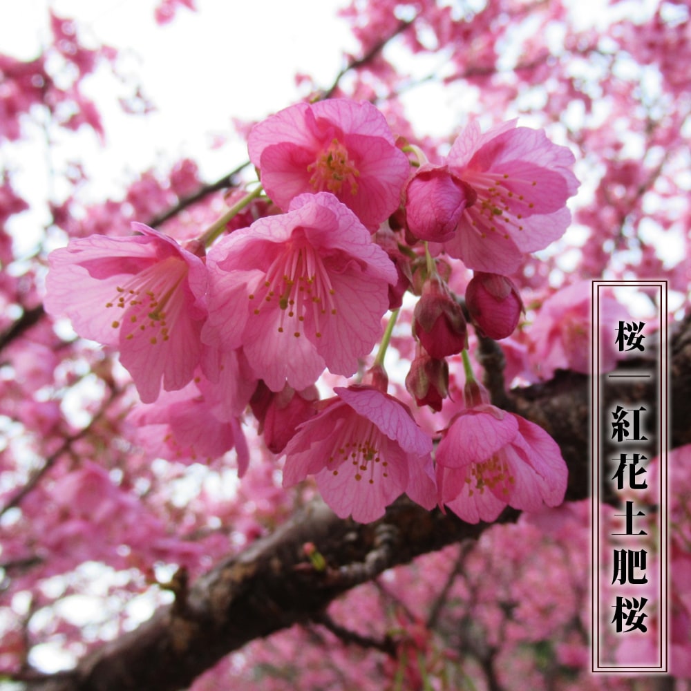 さくら 【紅花土肥桜】 1年生 接木苗