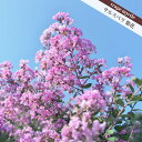 サルスベリ 【紫花】 5号ポット苗