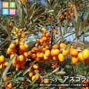 【アスコラ (雌)】 シーベリー サジー ポット 苗木 単品 or 受粉樹セット