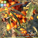【ヘルゴ (雌)】 シーベリー サジー ポット 苗木 単品 or 受粉樹セット