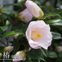 椿 苗 【羽衣】 接木 白鉢植え 開花 12~3月 【予約販売】9月下~11月下旬頃入荷予定