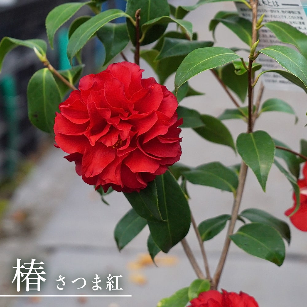 椿 苗 【さつま紅 （さつまくれない）】 接木 白鉢苗 開花 2～4月頃