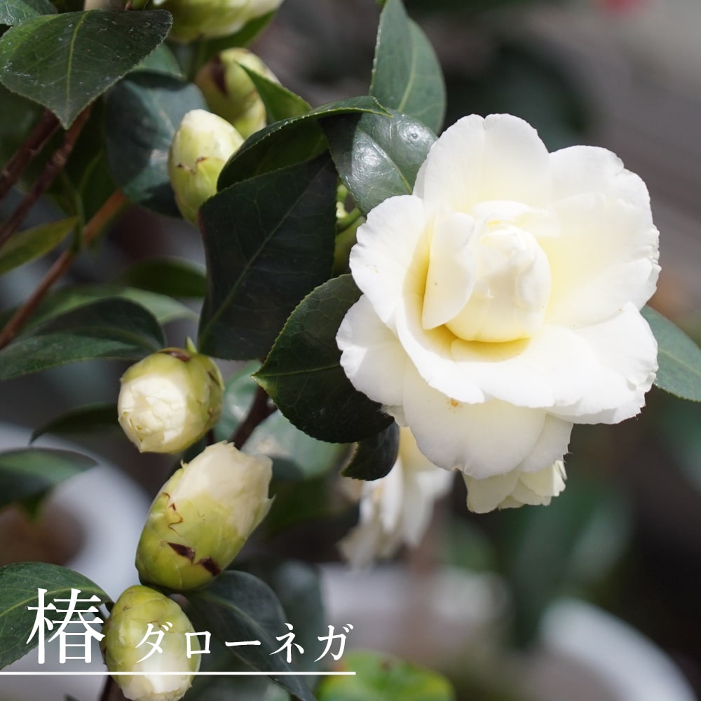 椿 苗 【ダローネガ】 接木 白鉢苗 開花 2～4月