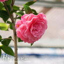 椿 苗 【デッピー】 接木 白鉢植え 開花 12~4月頃 【予約販売】9月下~11月下旬頃入荷予定