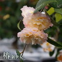 椿 苗 【新世紀】 接木 白鉢植え 開花 2~4月頃 【予約販売】9月下~11月下旬頃入荷予定
