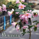 椿 苗 【数寄屋雲竜】 接木 白鉢植え 開花12~3月 【予約販売】9月下~11月下旬頃入荷予定
