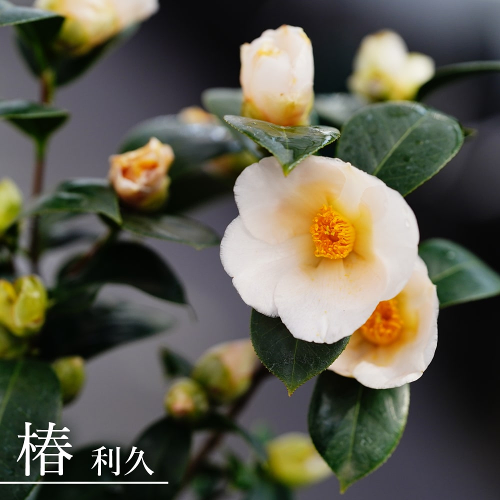 椿 苗 【利久】 接木 白鉢苗 開花 2～4月頃