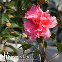椿 苗 【ピオニーガール】 接木 白鉢植え 開花 1~4月頃 【予約販売】9月下~11月下旬頃入荷予定