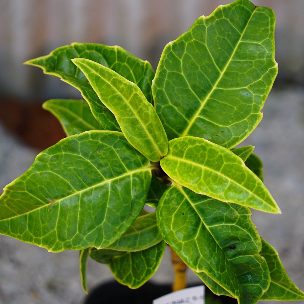 ������ �ڸ��²��� �ʥ����ˡ� 3.5��ݥå��� �ڥϥʥҥ��Х�塼��