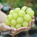 【天山】 ぶどう 3年生接木1.1m大苗 ウィルスフリー 【産地で剪定済 1.1m苗 【予約販売】10~11月頃入荷予定
