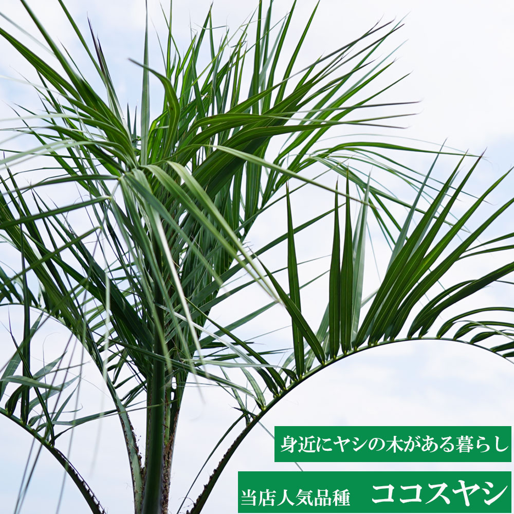ヤシの木 【ココスヤシ】 0.6m 根巻き苗
