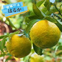 みかん 苗木 【はるか】 2年生接木苗 登録品種・品種登録 【予約販売】11~12月頃入荷予定