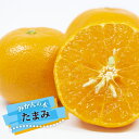 みかん 苗木 【たまみ】 2年生接木苗 登録品種・品種登録 【予約販売】11~12月頃入荷予定