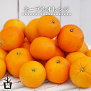 【ネーブルオレンジ】 2年生 接木 苗木