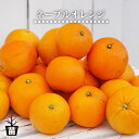 【ネーブルオレンジ】 2年生 接木 苗木 【予約販売】11~12月頃入荷予定