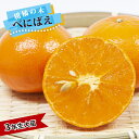 みかん 苗木 【べにばえ】 3年生接木大苗 【産地で剪定済 1.0m苗木】 登録品種・品種登録 【予約販売】10月下旬頃入荷予定