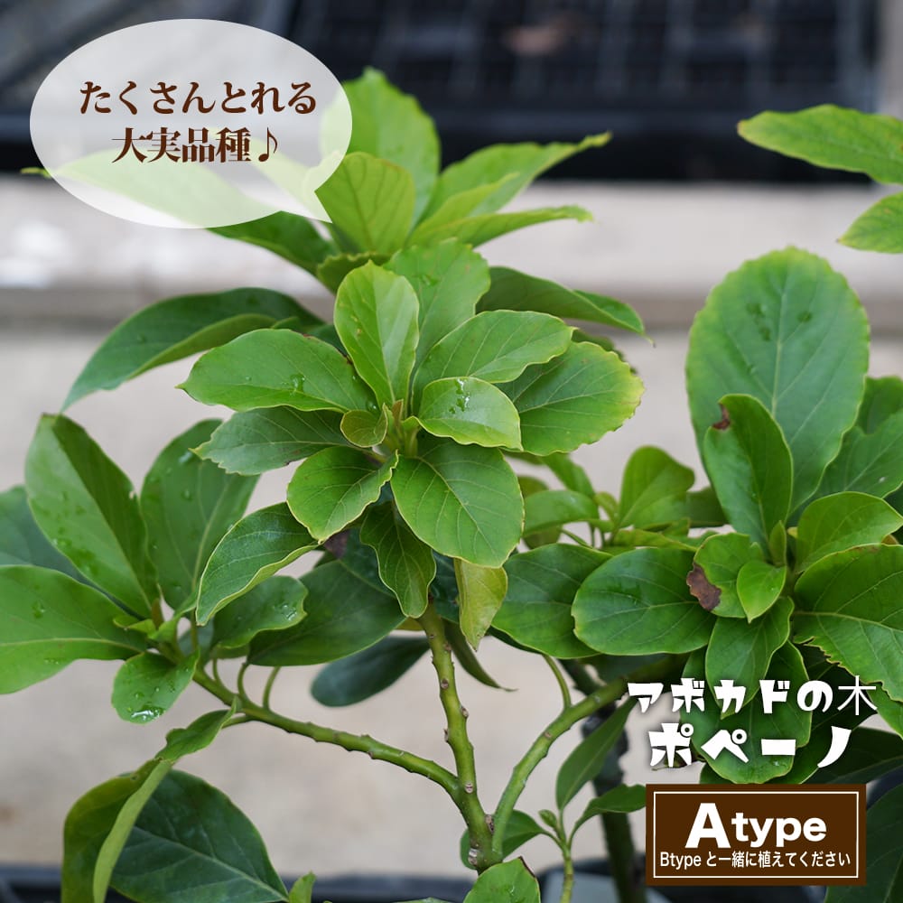 【ポペーノ種】 アボカド Aタイプ 1年生 接木 苗木のサムネイル