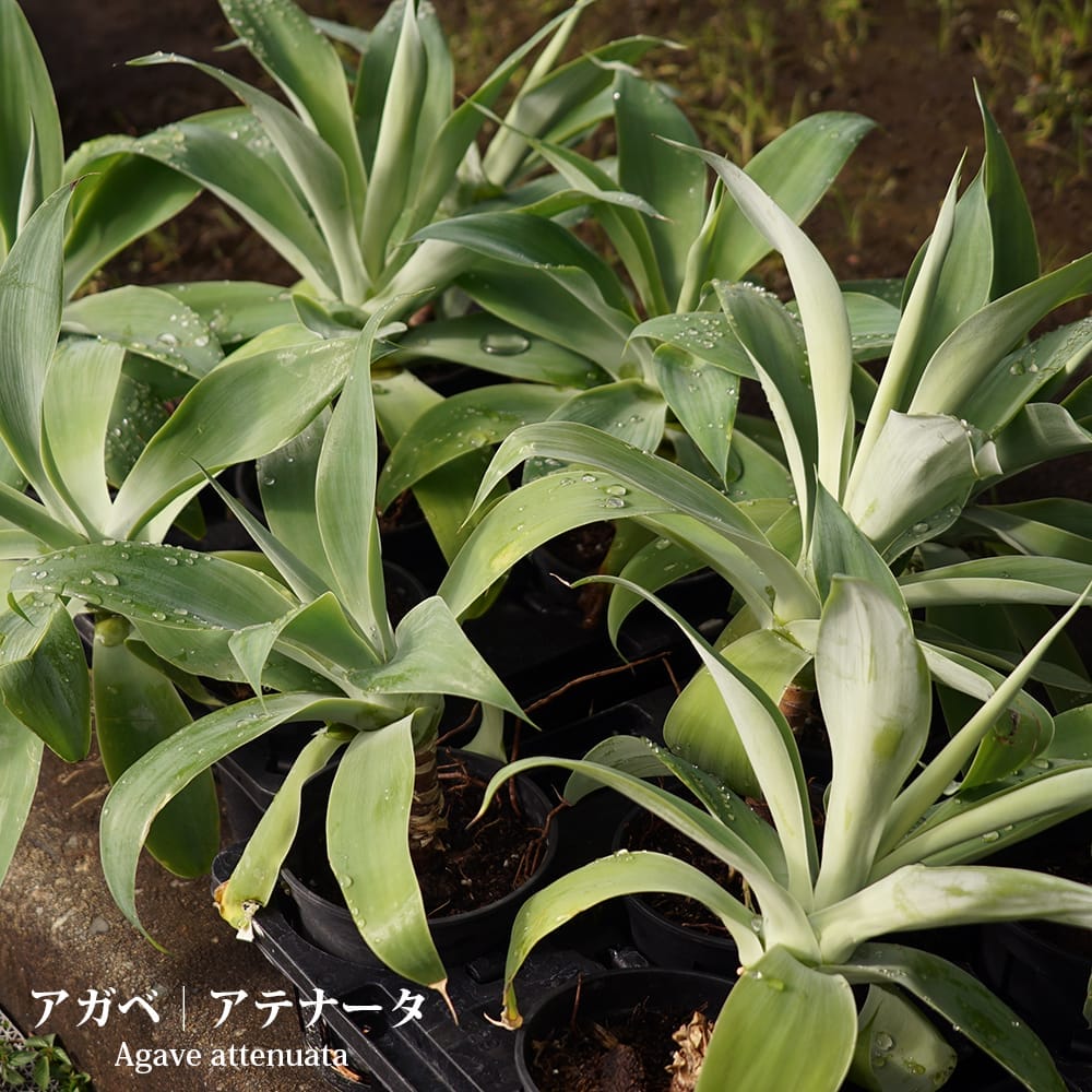 楽天市場】agave attenuataの通販 楽天市場】agave attenuataの通販