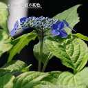 紫陽花 ヤマアジサイ 【豊前の紺色 (ぶぜんのこんいろ)】 ポット苗