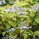 紫陽花 ヤマアジサイ 【伊予小町】 5号ポット苗